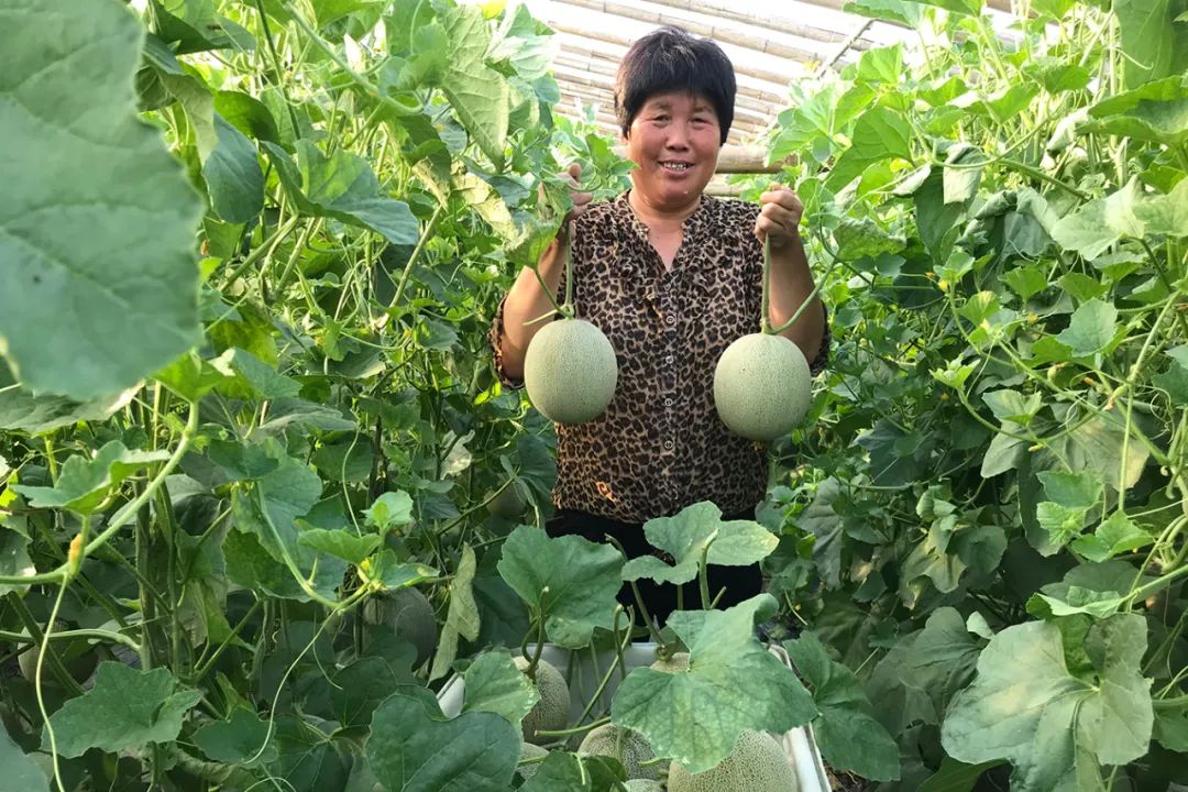 【蜜瓜三拼】炎炎夏日，邀您开启甜蜜三拼，低至22.9/箱山东西州蜜、玉菇甜瓜、玫珑蜜瓜~