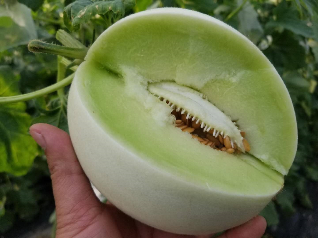 尝过玉菇，人间再无其它甜瓜！26.9/箱瓜界冰淇淋，晶莹似翡翠，爽滑细腻！