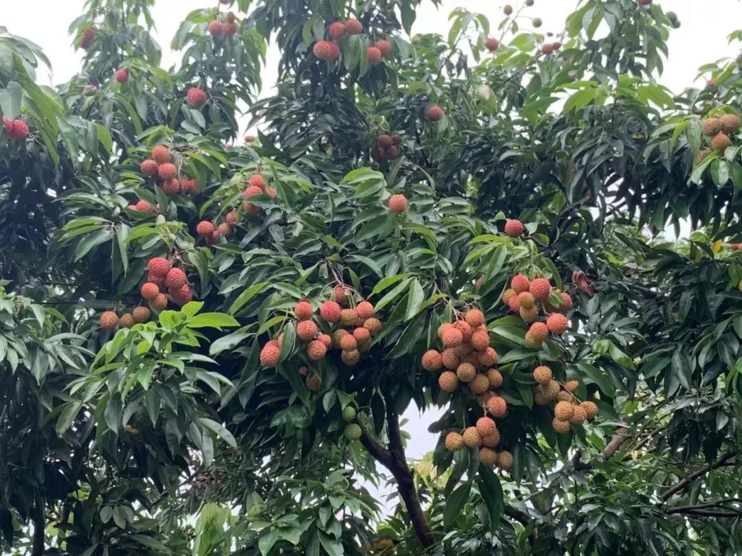 暴涨30倍！这种荔枝卖到80元/斤，东莞人： 吃了会飞？