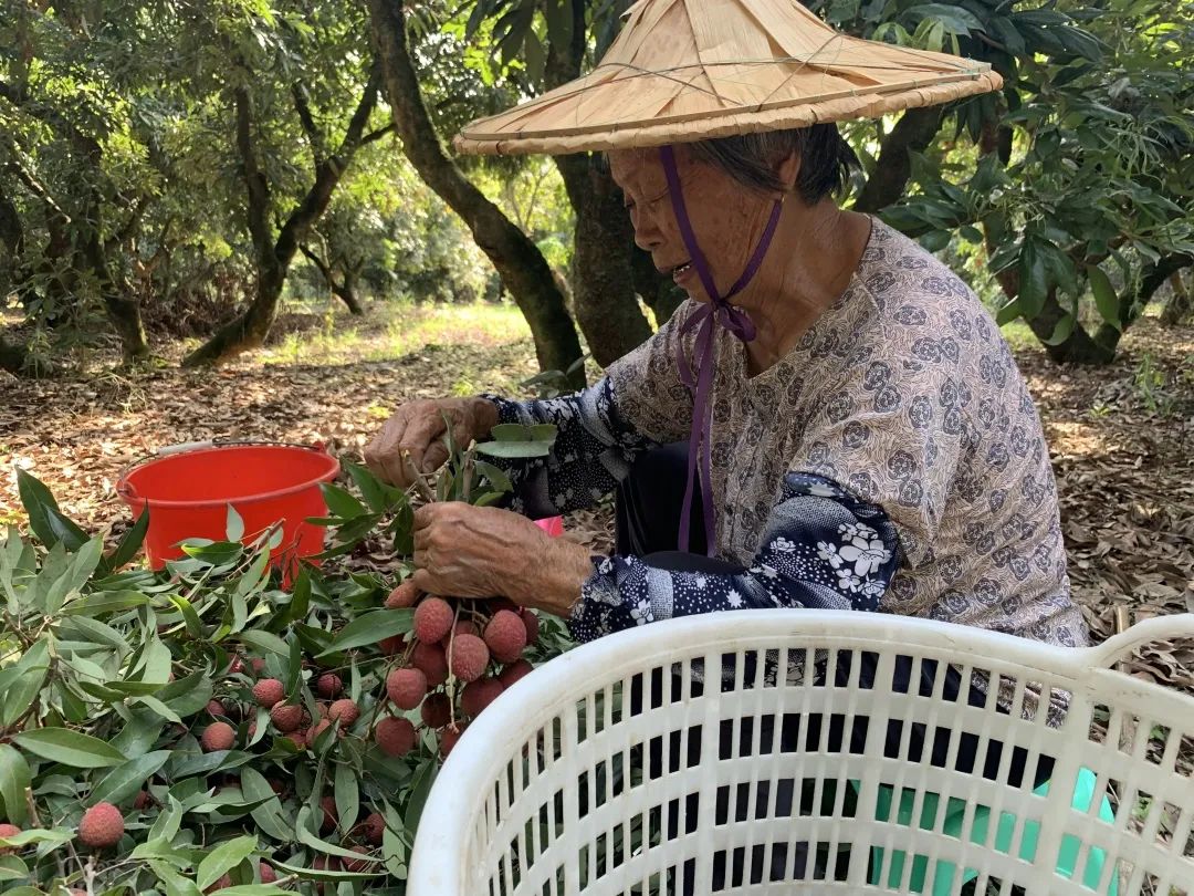 助力！【28/箱冷链到家】200多万斤乌叶荔枝成熟待售，炎炎夏日，八旬老农高温采摘！皮薄肉厚，清甜多汁，恳请转发支持！