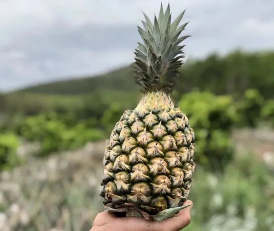 像剥玉米一样剥凤梨！【海南手撕凤梨26.9/箱】水嫩果肉，一咬一口蜜汁，让你味蕾欲罢不能！
