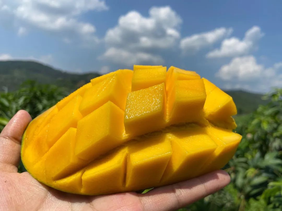 云南大青芒口感巅峰到！只要26.9/箱包邮，一口下去全是肉，吃着相当过瘾