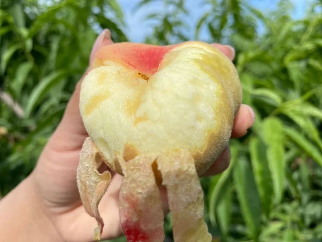 只卖20天！陕西露天王母毛蟠桃27.9/箱，肉厚核小，香甜流汁！错过等一年！