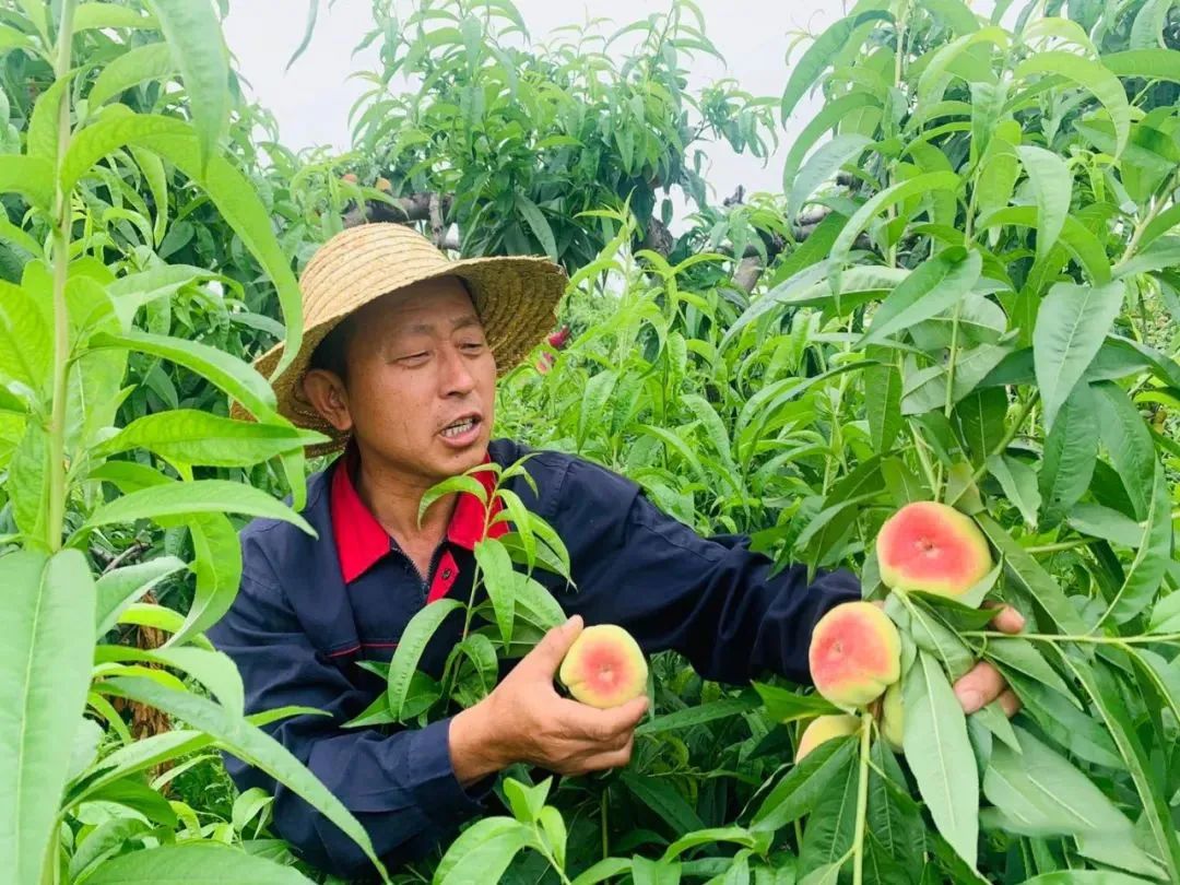 只卖20天！陕西露天王母毛蟠桃27.9/箱，肉厚核小，香甜流汁！错过等一年！
