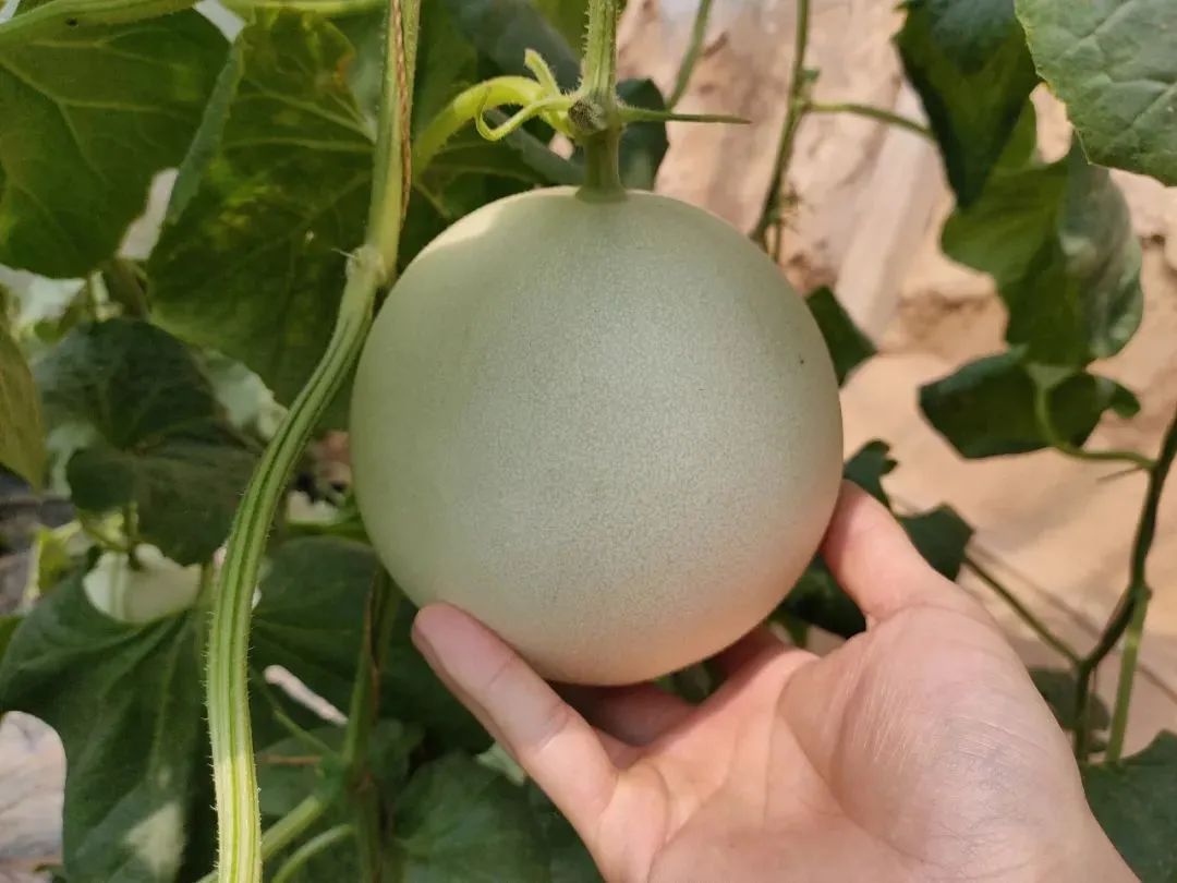尝过玉菇，人间再无其它甜瓜！26.9/箱瓜界冰淇淋，晶莹似翡翠，爽滑细腻！