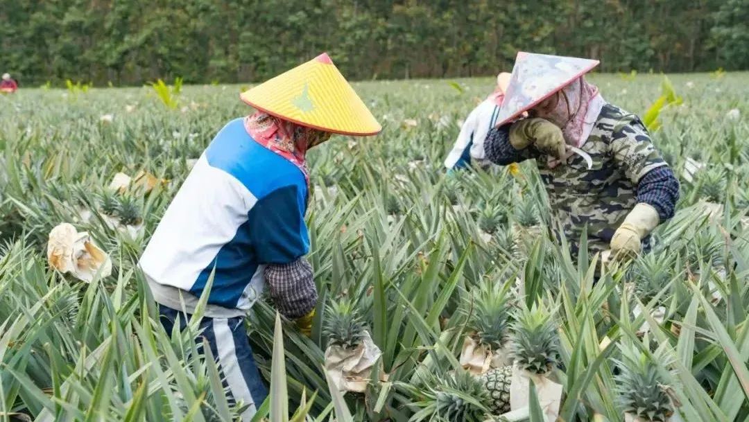 像剥玉米一样剥凤梨！【海南手撕凤梨26.9/箱】水嫩果肉，一咬一口蜜汁，让你味蕾欲罢不能！