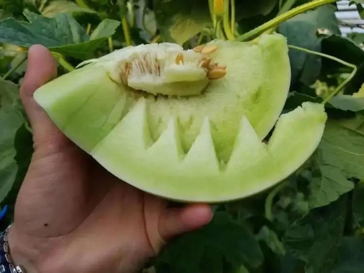 尝过玉菇，人间再无其它甜瓜！26.9/箱瓜界冰淇淋，晶莹似翡翠，爽滑细腻！