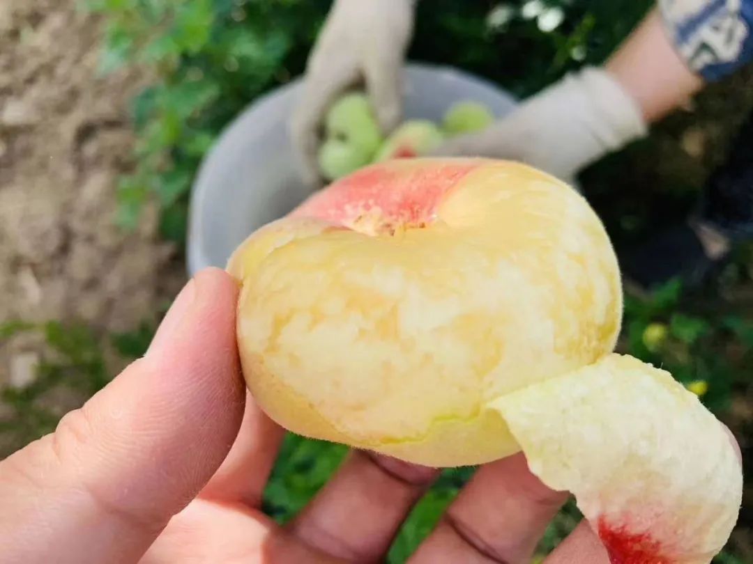 只卖20天！陕西露天王母毛蟠桃27.9/箱，肉厚核小，香甜流汁！错过等一年！