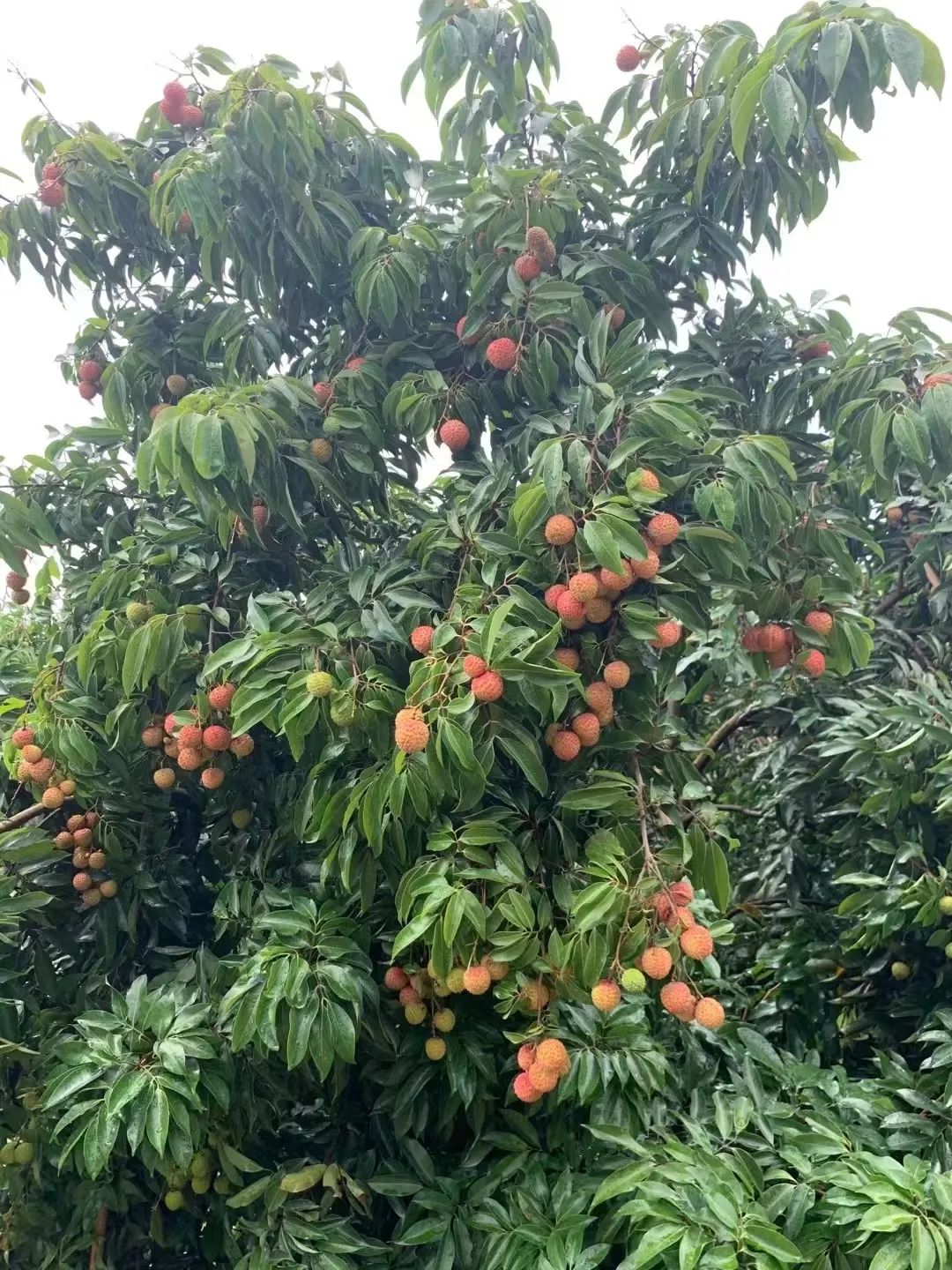 暴涨30倍！这种荔枝卖到80元/斤，东莞人： 吃了会飞？