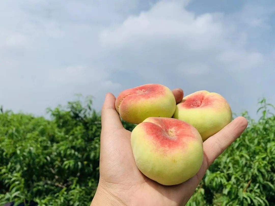 只卖20天！陕西露天王母毛蟠桃27.9/箱，肉厚核小，香甜流汁！错过等一年！