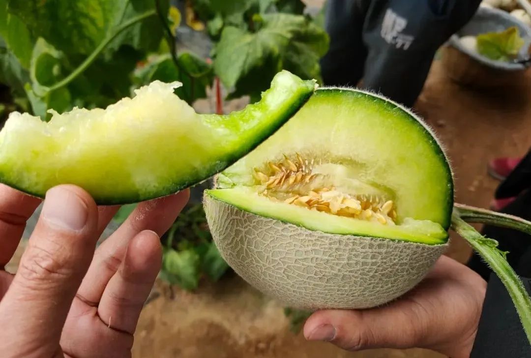【蜜瓜三拼】炎炎夏日,邀您开启甜蜜三拼,低至22.9/箱山东西州蜜、玉菇甜瓜、玫珑蜜瓜~
