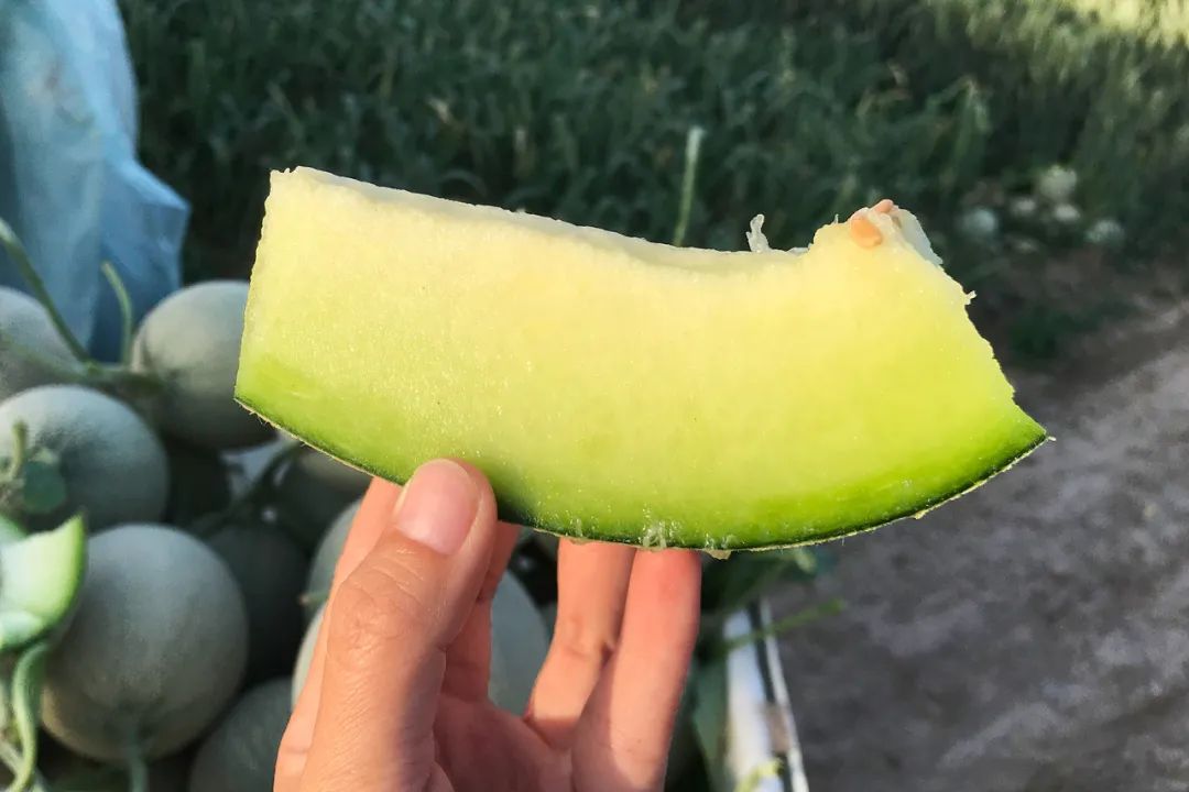 【蜜瓜三拼】炎炎夏日，邀您开启甜蜜三拼，低至22.9/箱山东西州蜜、玉菇甜瓜、玫珑蜜瓜~