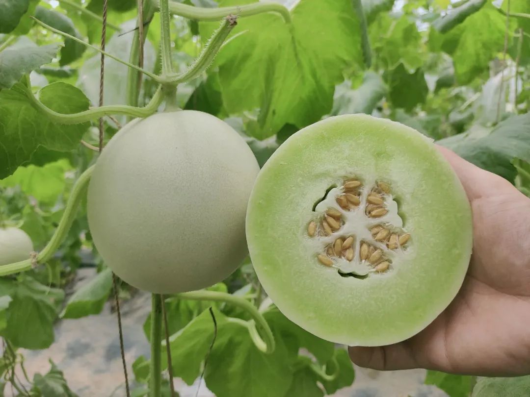 尝过玉菇，人间再无其它甜瓜！26.9/箱瓜界冰淇淋，晶莹似翡翠，爽滑细腻！