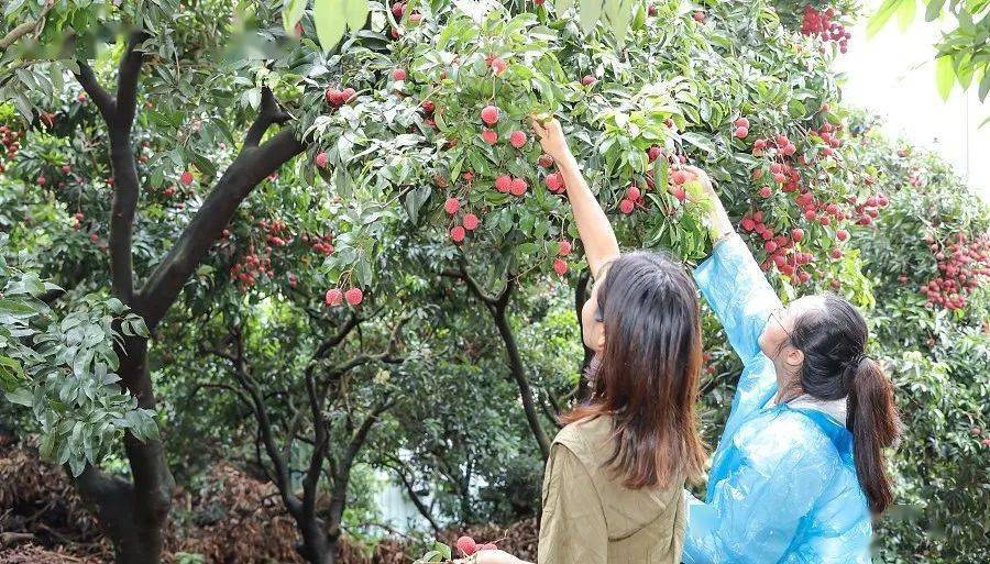 “美丽乡村 品荔厚街”体验厚街乡村旅游路线