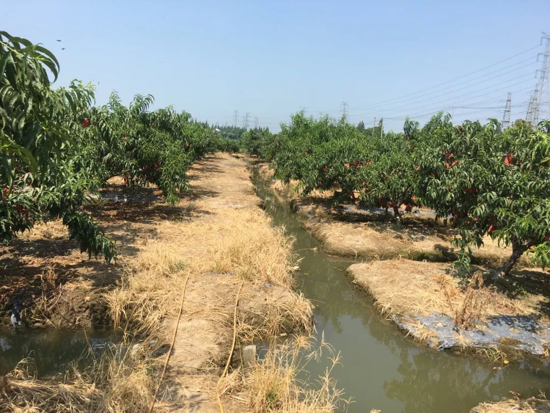 超100斤锦绣黄桃大量成熟31.9/箱！沂蒙山区老人匠心种植，软腻多汁，回味沁香，桃香馥郁！