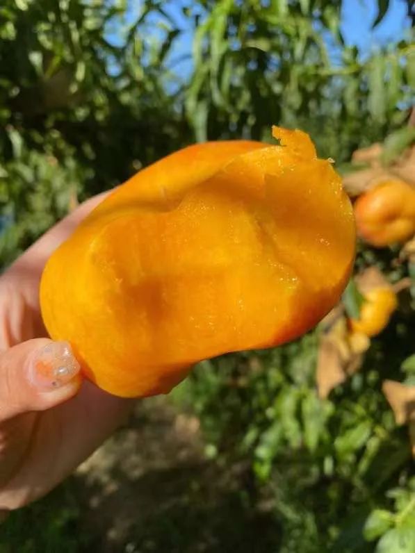 好甜蜜！蟠桃大量成熟上市，产地直发低至29.9/箱！桃香馥郁，鲜甜多汁，点赞匠心农人的几十年坚守！