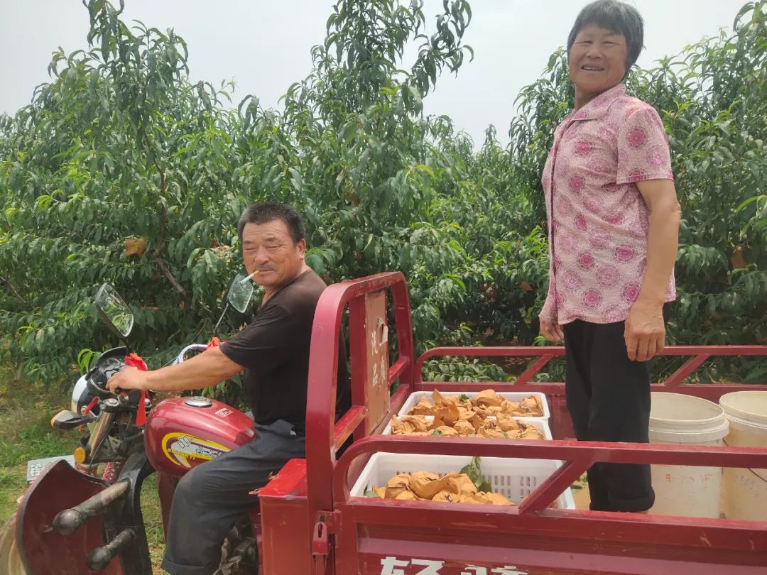 好甜蜜！蟠桃大量成熟上市，产地直发低至29.9/箱！桃香馥郁，鲜甜多汁，点赞匠心农人的几十年坚守！