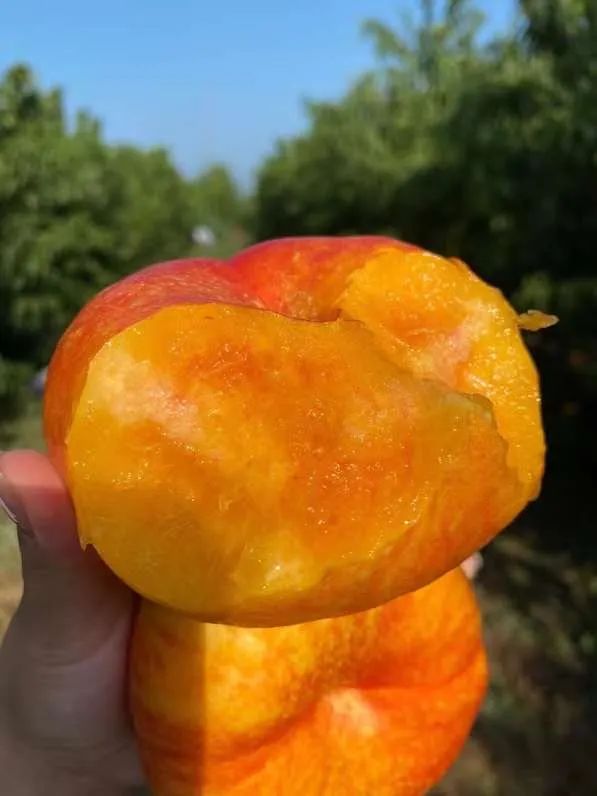 好甜蜜！蟠桃大量成熟上市，产地直发低至29.9/箱！桃香馥郁，鲜甜多汁，点赞匠心农人的几十年坚守！