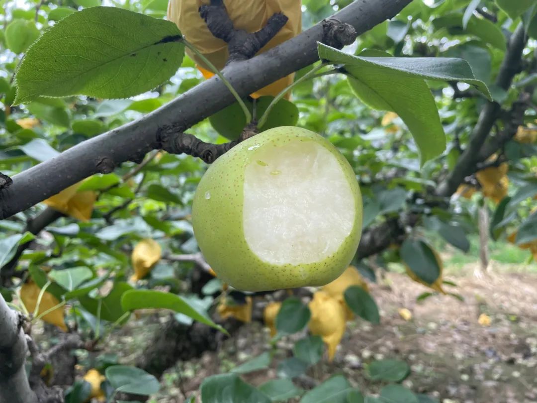 润肺降火吃个梨！大沙河【酥脆一号蜜梨】入口化渣，满嘴兜不住的甜汁！比超市便宜一半！