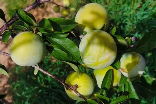 甜蜜上市！福建古田蜂蜜李新鲜采摘，秒杀28.9/箱包邮！清甜脆爽，入口化渣！