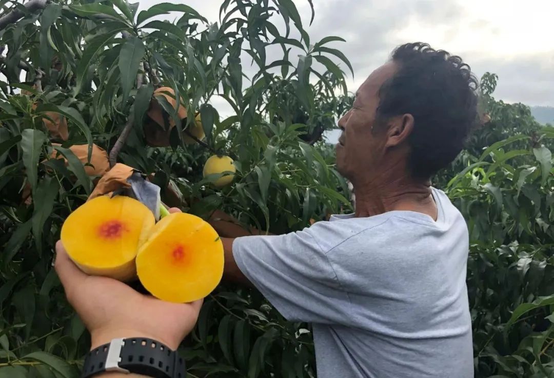 超100斤锦绣黄桃大量成熟31.9/箱！沂蒙山区老人匠心种植，软腻多汁，回味沁香，桃香馥郁！