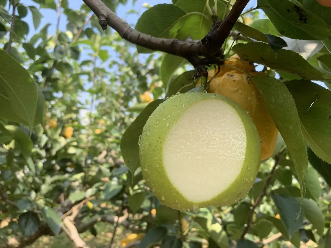 润肺降火吃个梨！大沙河【酥脆一号蜜梨】入口化渣，满嘴兜不住的甜汁！比超市便宜一半！