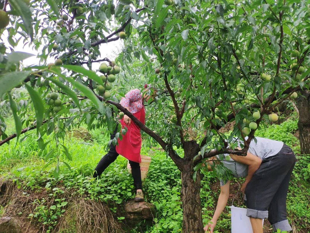 顺丰包邮！『四川茵红脱骨李』新鲜来袭！甜爽脆口，汁多肉厚，一掰就离核，不到20天的成熟周期，请您一起支持！