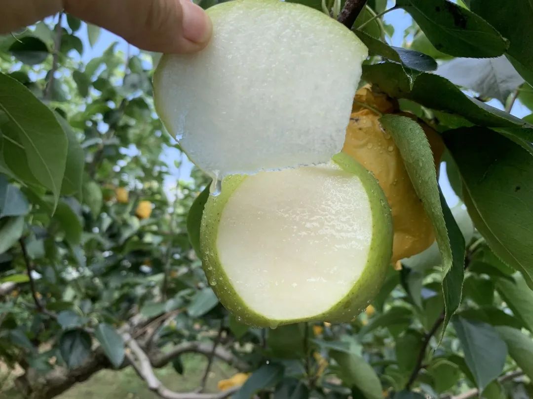 润肺降火吃个梨！大沙河【酥脆一号蜜梨】入口化渣，满嘴兜不住的甜汁！比超市便宜一半！