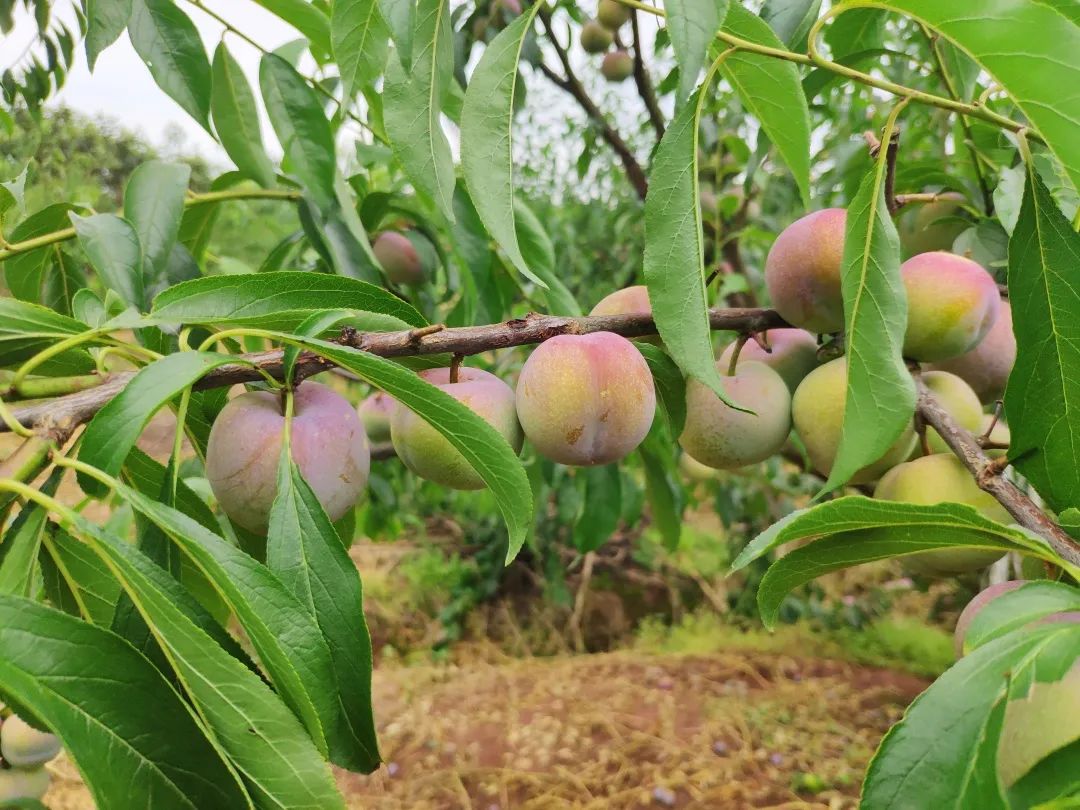 顺丰包邮！『四川茵红脱骨李』新鲜来袭！甜爽脆口，汁多肉厚，一掰就离核，不到20天的成熟周期，请您一起支持！