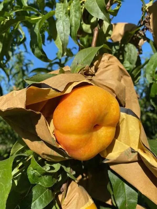 好甜蜜！蟠桃大量成熟上市，产地直发低至29.9/箱！桃香馥郁，鲜甜多汁，点赞匠心农人的几十年坚守！
