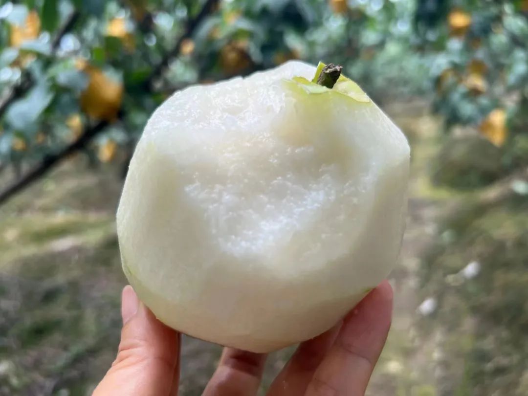 润肺降火吃个梨！大沙河【酥脆一号蜜梨】入口化渣，满嘴兜不住的甜汁！比超市便宜一半！