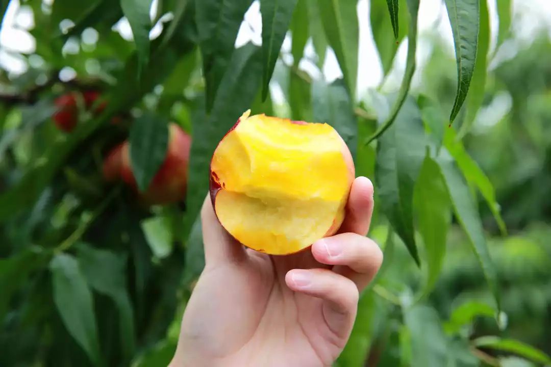山东头茬高山红油桃27.9/箱，咔嚓一口满嘴流蜜，细嫩爽滑又多汁，鲜到掉牙~