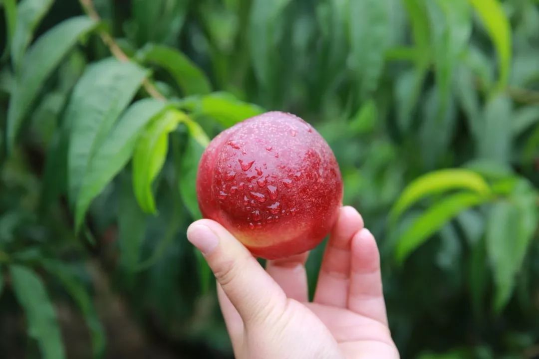 山东头茬高山红油桃27.9/箱，咔嚓一口满嘴流蜜，细嫩爽滑又多汁，鲜到掉牙~