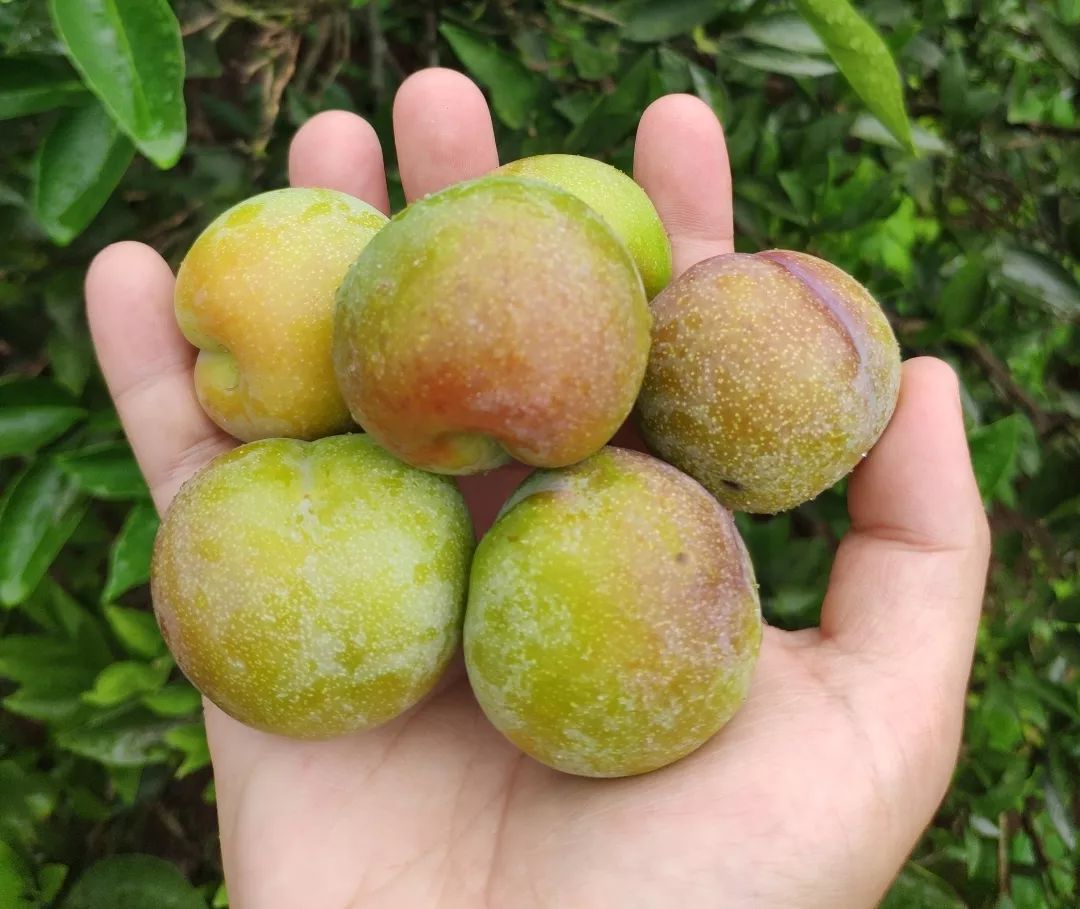 顺丰包邮！『四川茵红脱骨李』新鲜来袭！甜爽脆口，汁多肉厚，一掰就离核，不到20天的成熟周期，请您一起支持！