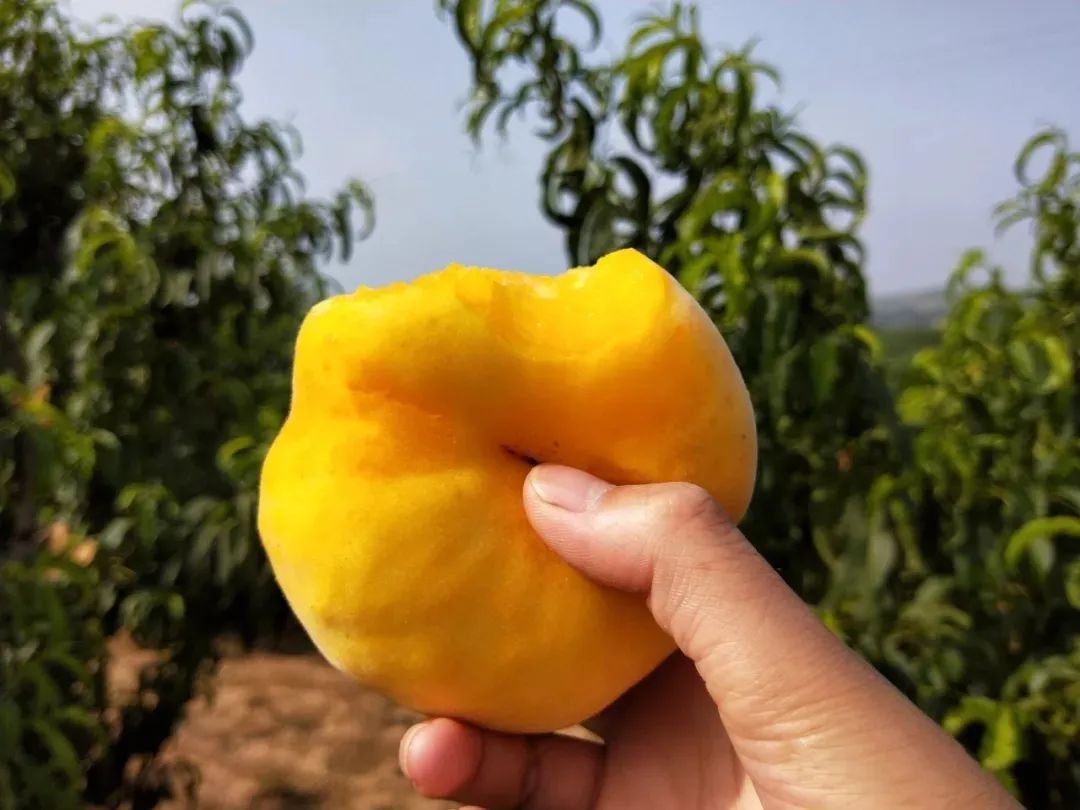 月桃子正当季！黄金蟠桃甜蜜来袭，山东沂蒙山黄蟠桃，桃香浓郁，仅剩不到20天！"