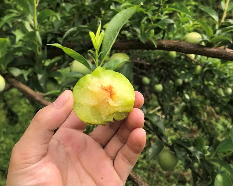 甜蜜上市！福建古田蜂蜜李新鲜采摘，秒杀28.9/箱包邮！清甜脆爽，入口化渣！
