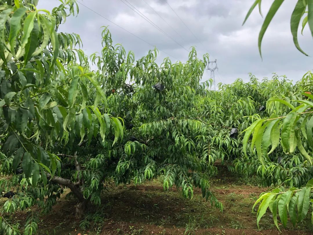 好甜蜜！蟠桃大量成熟上市，产地直发低至29.9/箱！桃香馥郁，鲜甜多汁，点赞匠心农人的几十年坚守！