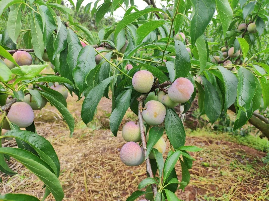 顺丰包邮！『四川茵红脱骨李』新鲜来袭！甜爽脆口，汁多肉厚，一掰就离核，不到20天的成熟周期，请您一起支持！