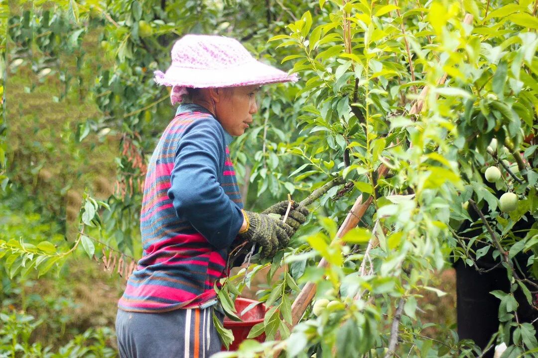 甜蜜上市！福建古田蜂蜜李新鲜采摘，秒杀28.9/箱包邮！清甜脆爽，入口化渣！