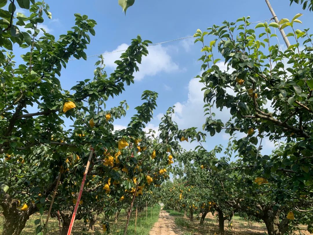 润肺降火吃个梨！大沙河【酥脆一号蜜梨】入口化渣，满嘴兜不住的甜汁！比超市便宜一半！