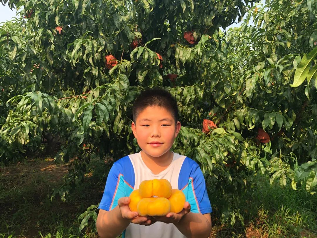 好甜蜜！蟠桃大量成熟上市，产地直发低至29.9/箱！桃香馥郁，鲜甜多汁，点赞匠心农人的几十年坚守！
