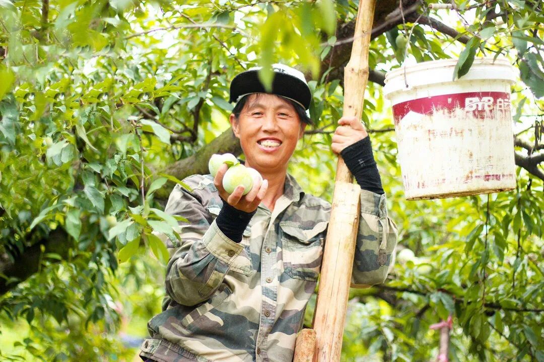 甜蜜上市！福建古田蜂蜜李新鲜采摘，秒杀28.9/箱包邮！清甜脆爽，入口化渣！