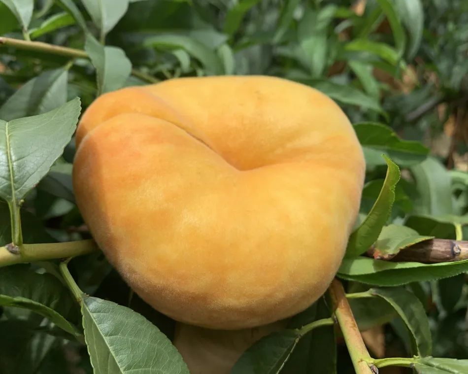 好甜蜜！蟠桃大量成熟上市，产地直发低至29.9/箱！桃香馥郁，鲜甜多汁，点赞匠心农人的几十年坚守！