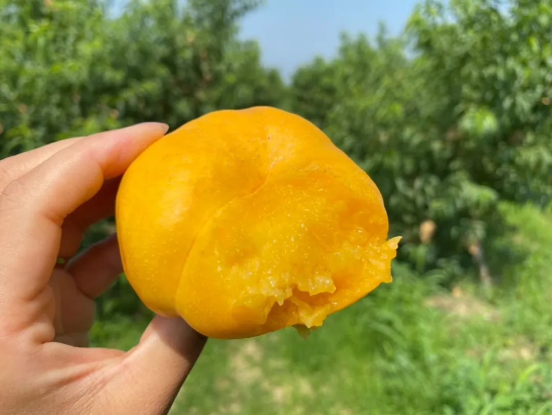 好甜蜜！蟠桃大量成熟上市，产地直发低至29.9/箱！桃香馥郁，鲜甜多汁，点赞匠心农人的几十年坚守！