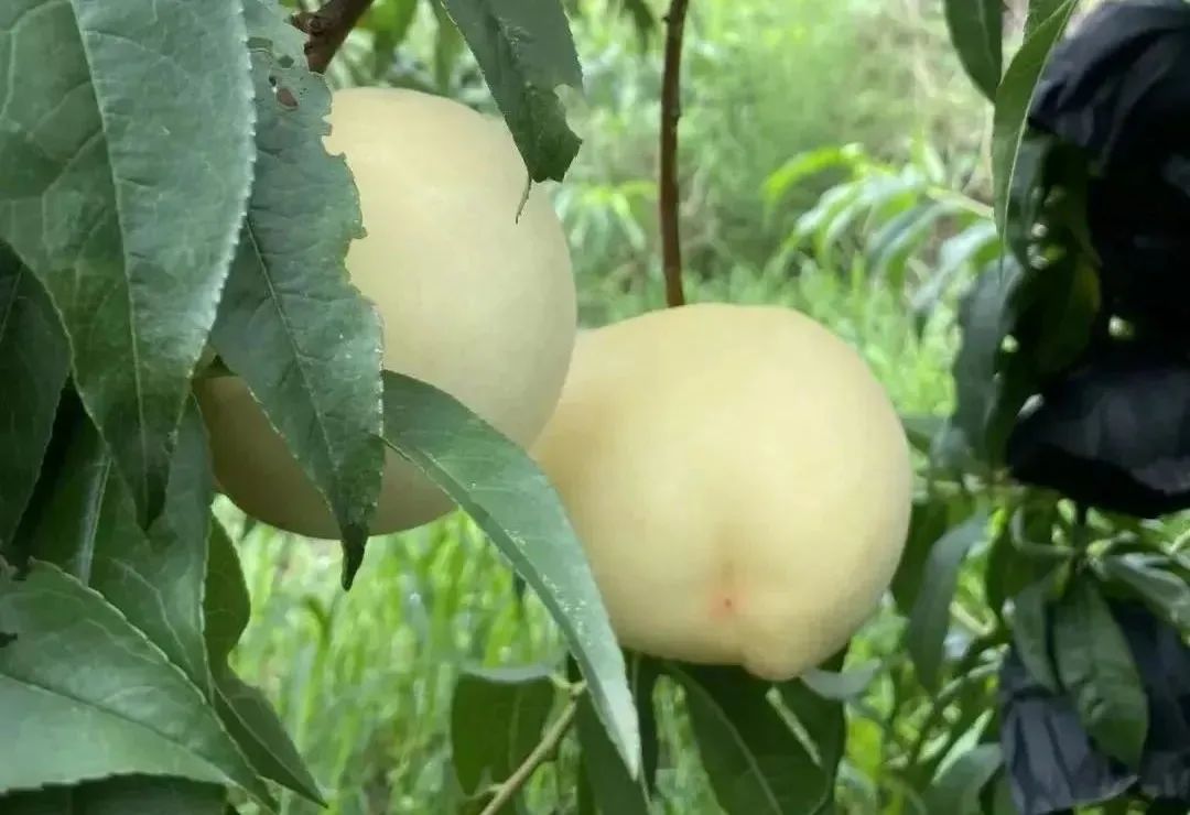 蒙阴『白玉蜜桃』上市啦!28.9元秒杀包邮,尝鲜期仅仅20天!桃香蜜味,爽脆可口!