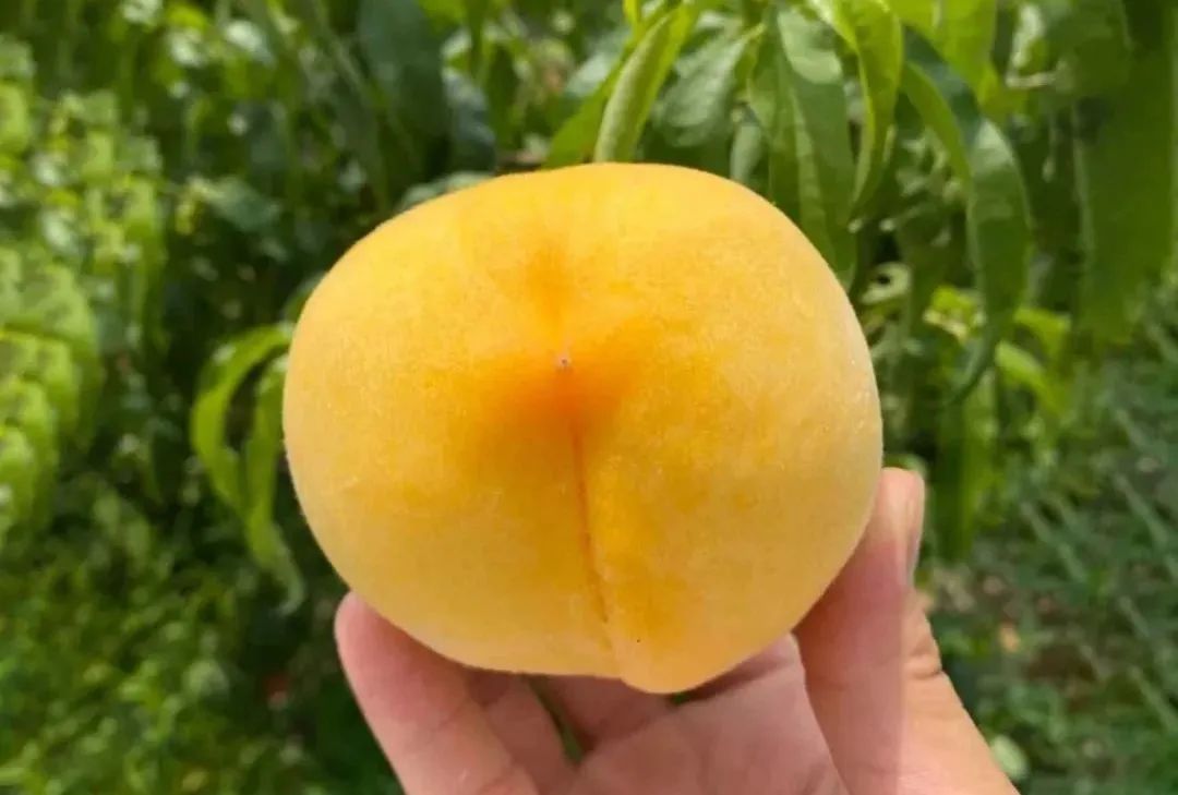 超100斤锦绣黄桃大量成熟31.9/箱！沂蒙山区老人匠心种植，软腻多汁，回味沁香，桃香馥郁！