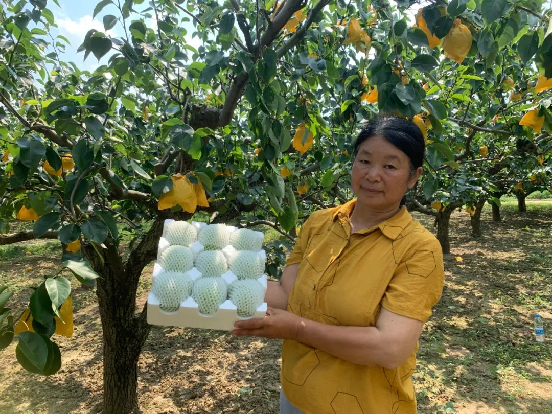 润肺降火吃个梨！大沙河【酥脆一号蜜梨】入口化渣，满嘴兜不住的甜汁！比超市便宜一半！
