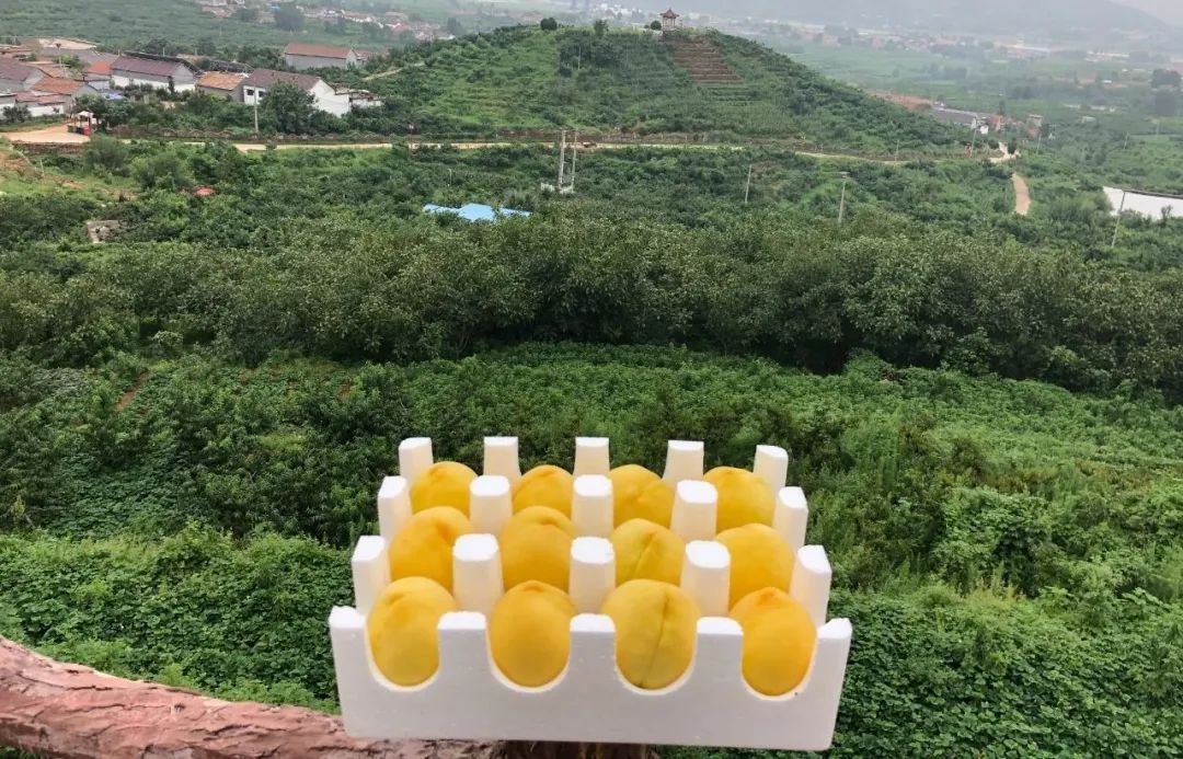 超100斤锦绣黄桃大量成熟31.9/箱！沂蒙山区老人匠心种植，软腻多汁，回味沁香，桃香馥郁！