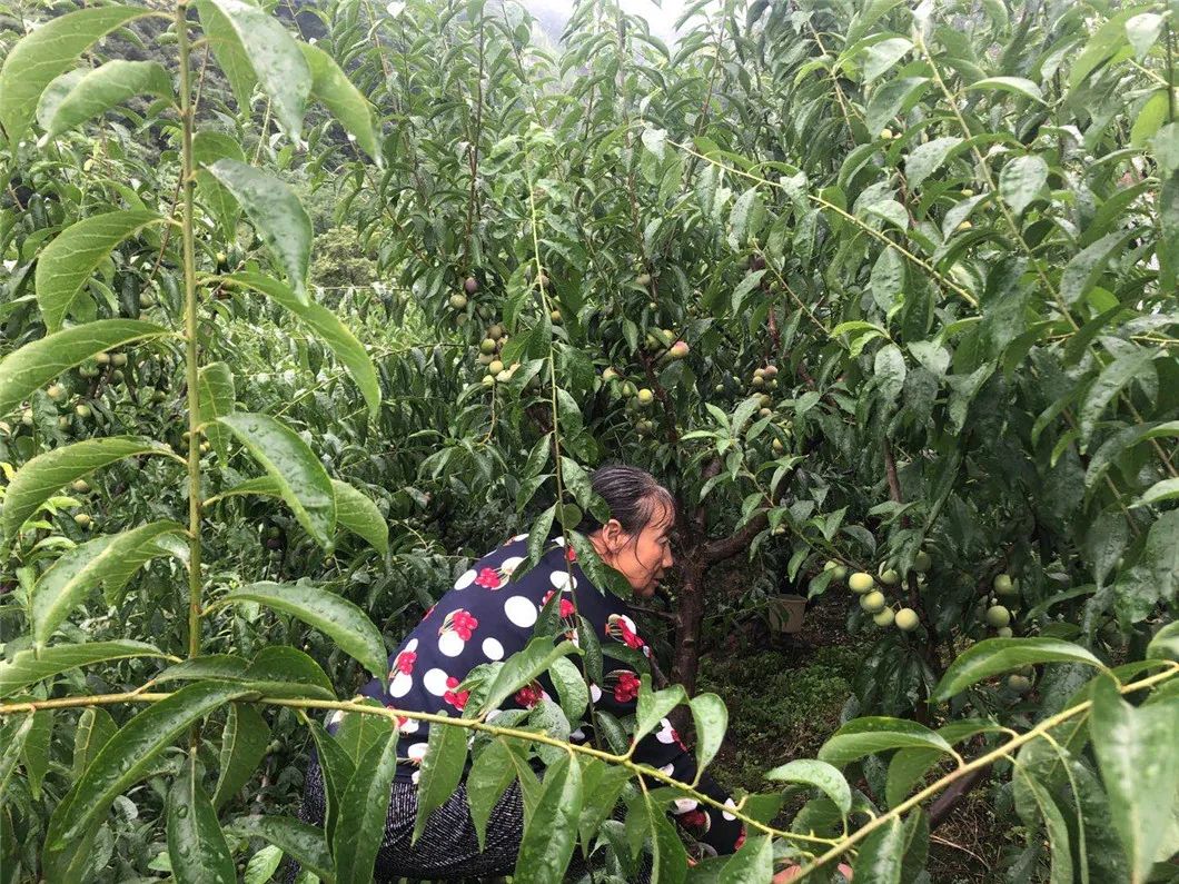 顺丰包邮！『四川茵红脱骨李』新鲜来袭！甜爽脆口，汁多肉厚，一掰就离核，不到20天的成熟周期，请您一起支持！