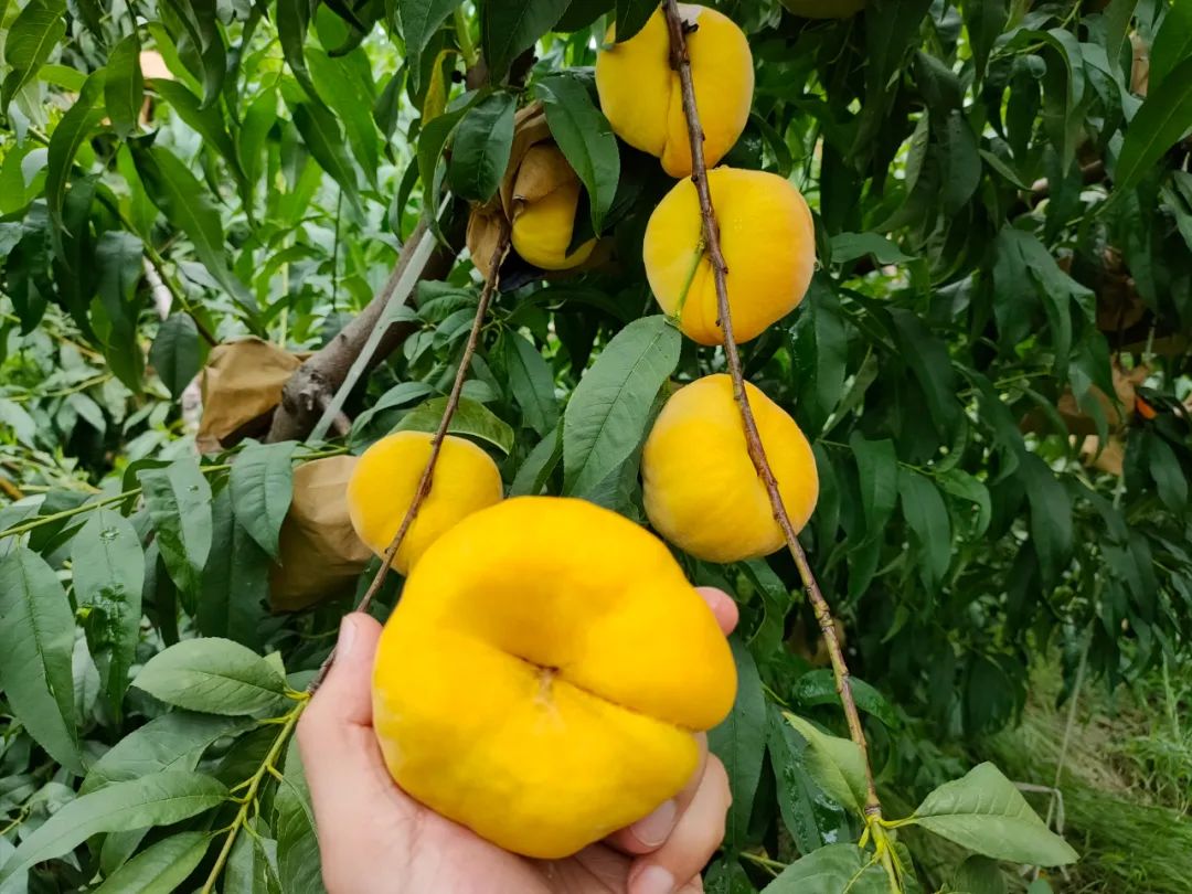 月桃子正当季！黄金蟠桃甜蜜来袭，山东沂蒙山黄蟠桃，桃香浓郁，仅剩不到20天！"